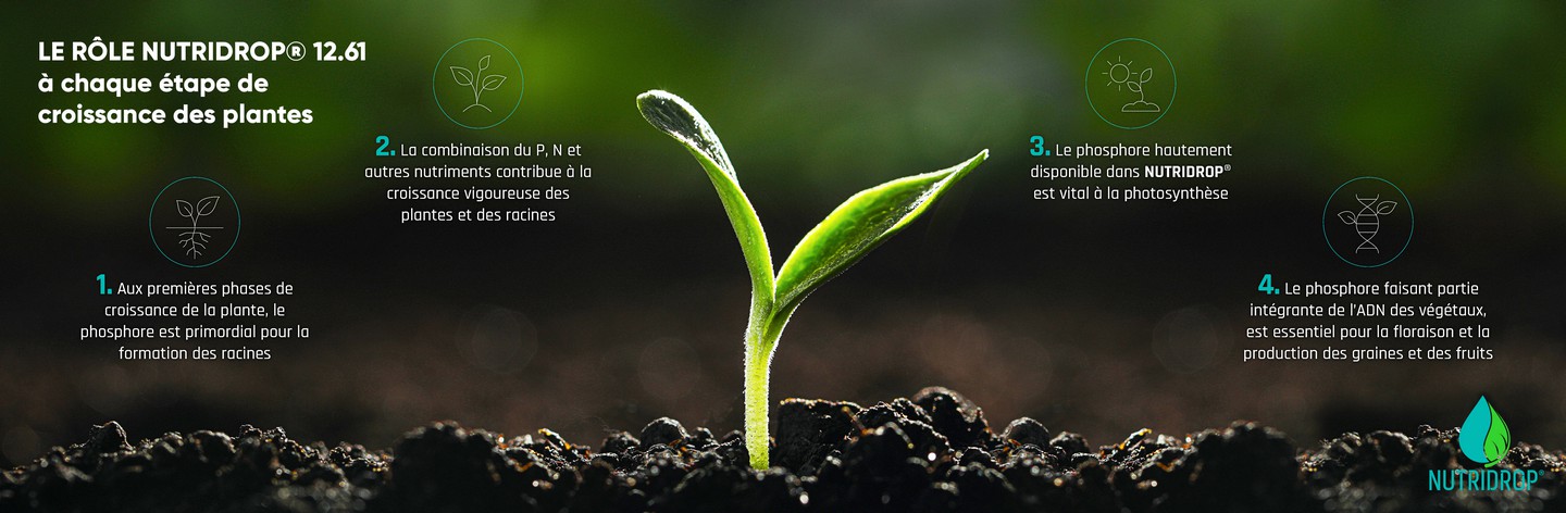 Le rôle de NUTRIDROP® 12.61 à chaque étape de croissance des plantes